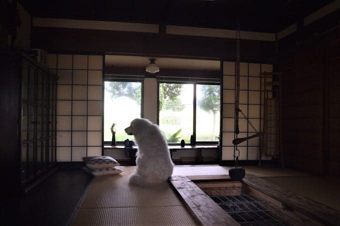 Staying with your dog