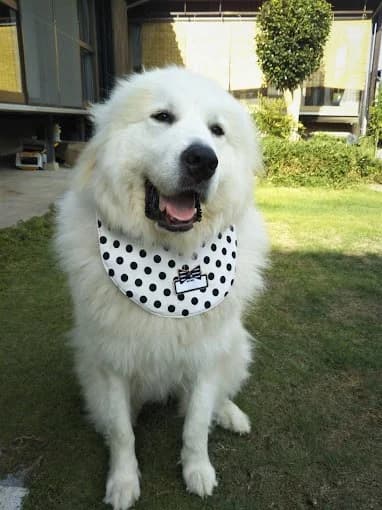 愛犬と泊まる宿 のぼりや