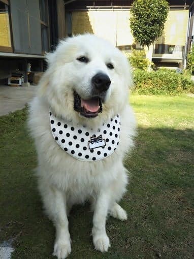 Staying with your dog