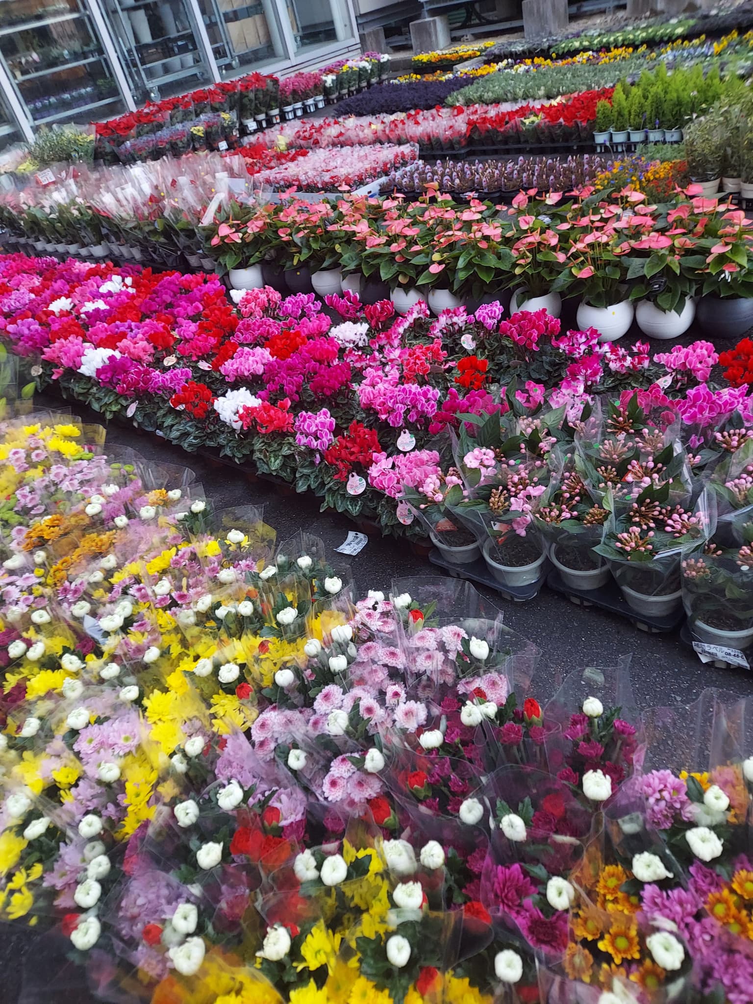 鉢花の販売