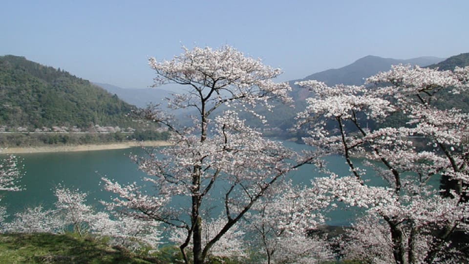 10,000 cherry trees around Lake Ichifusa