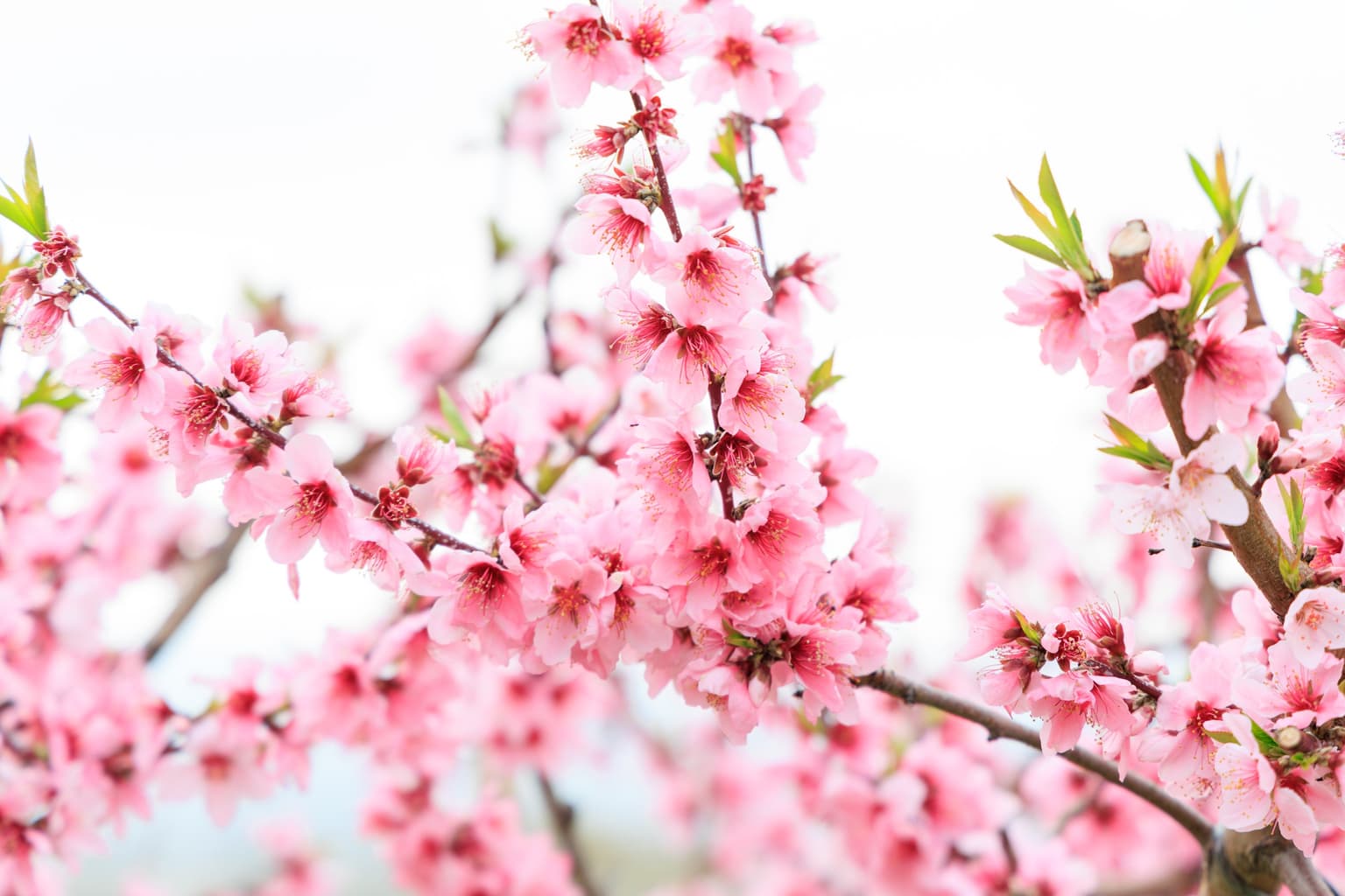砂丘桃の花