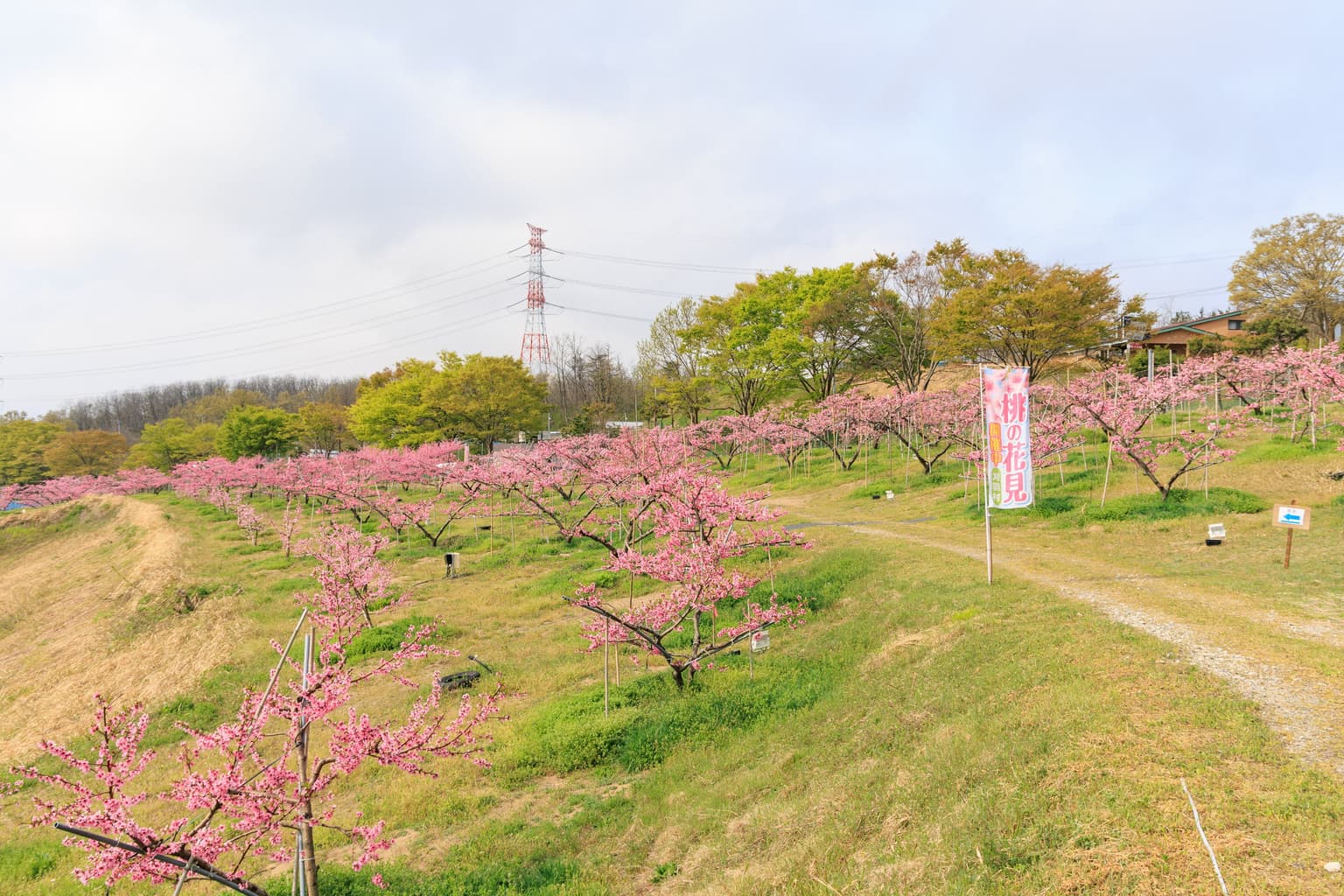 ぴあパークとうりんぼ桃畑