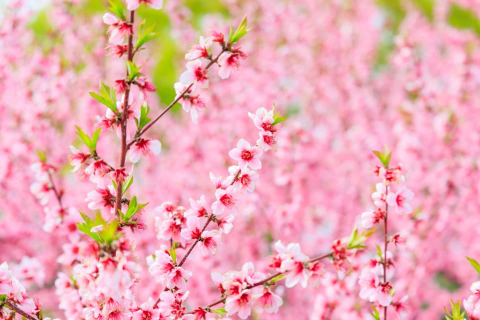 Sand dunes peach blossoms