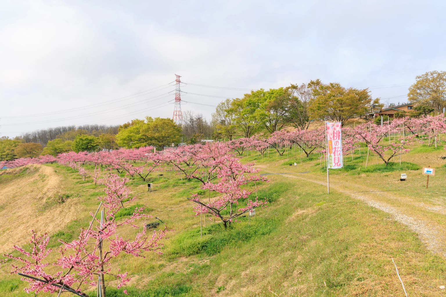 Pia Park Torinbo Momohata