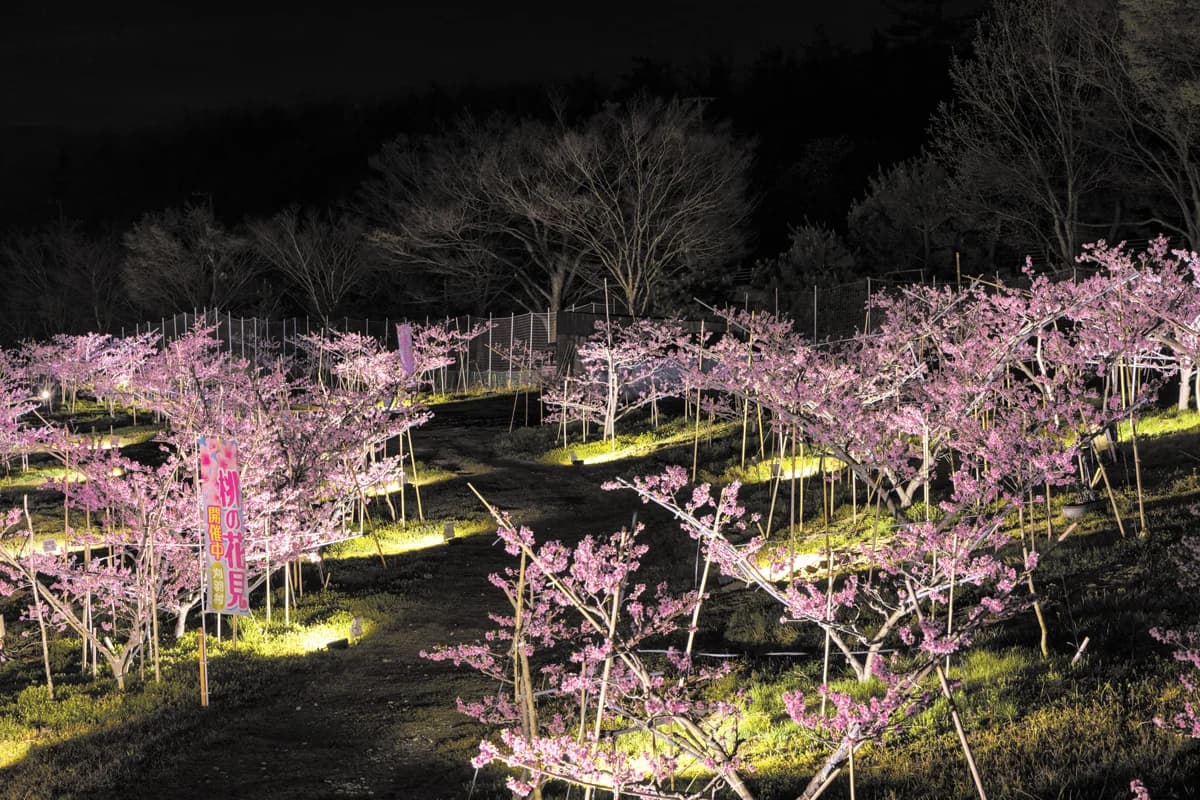 Momohata Light Up
