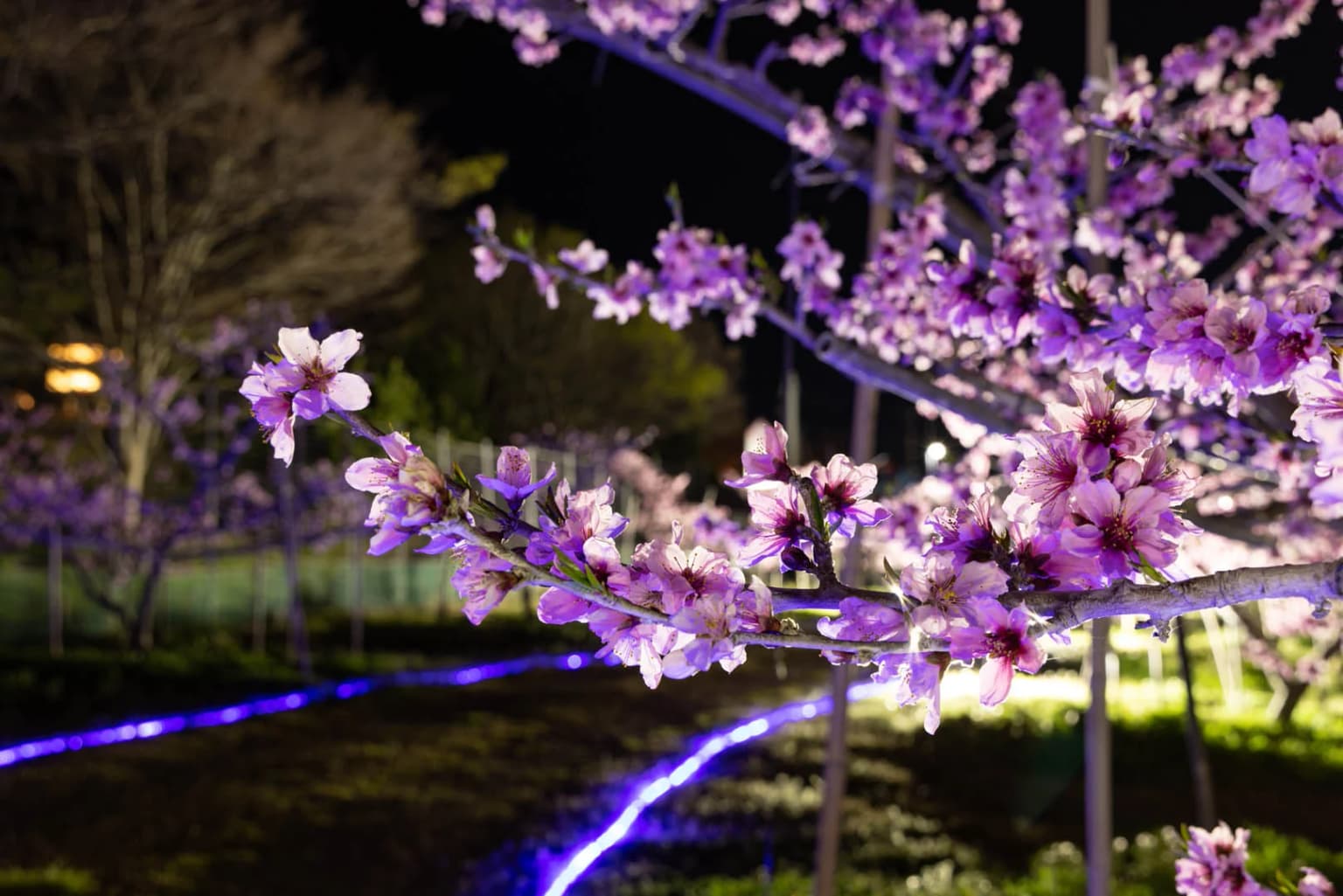 Momohata Light Up