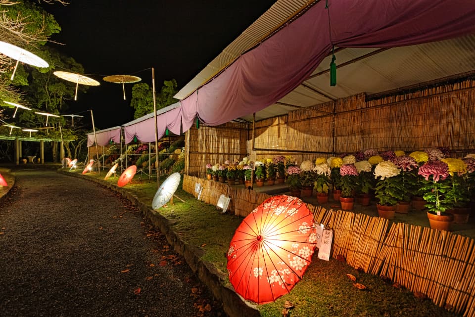 Chrysanthemum Flower Exhibition