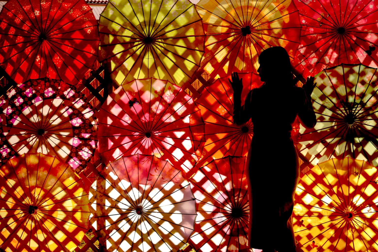 Chrysanthemum Flower Exhibition