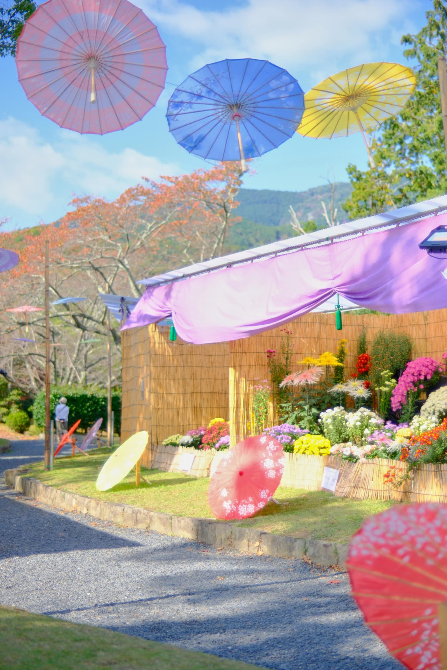 Chrysanthemum Flower Exhibition