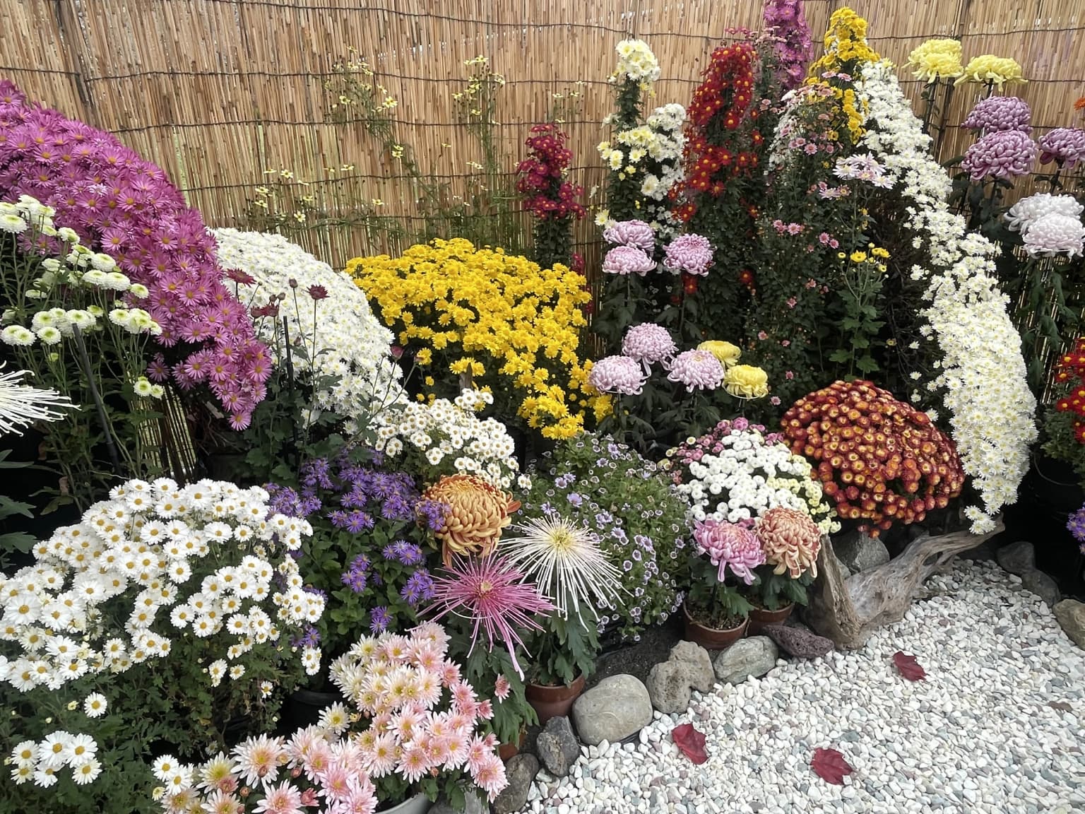 Chrysanthemum Flower Exhibition
