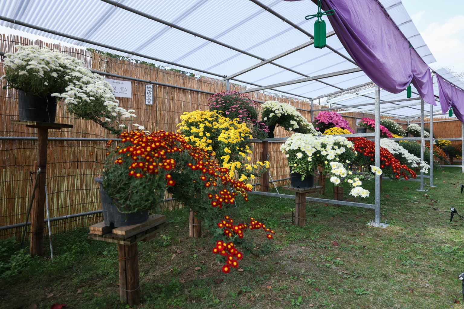 Chrysanthemum Flower Exhibition