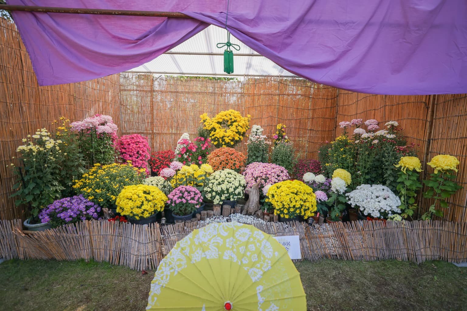 Chrysanthemum Flower Exhibition