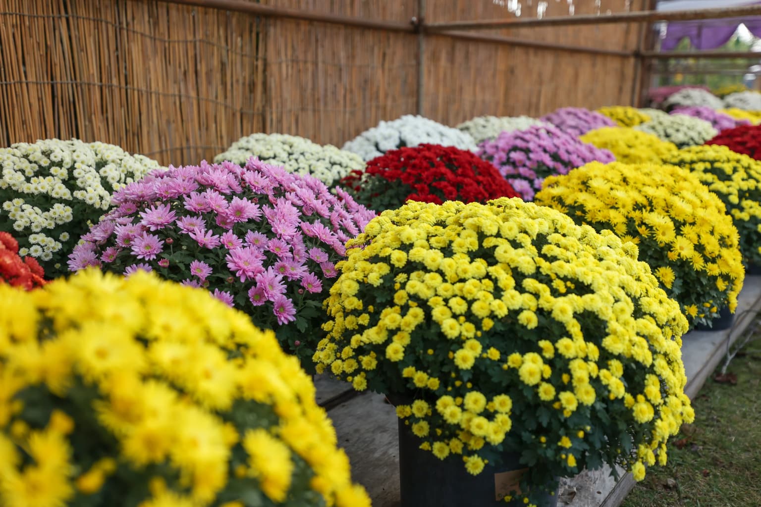 Chrysanthemum Flower Exhibition