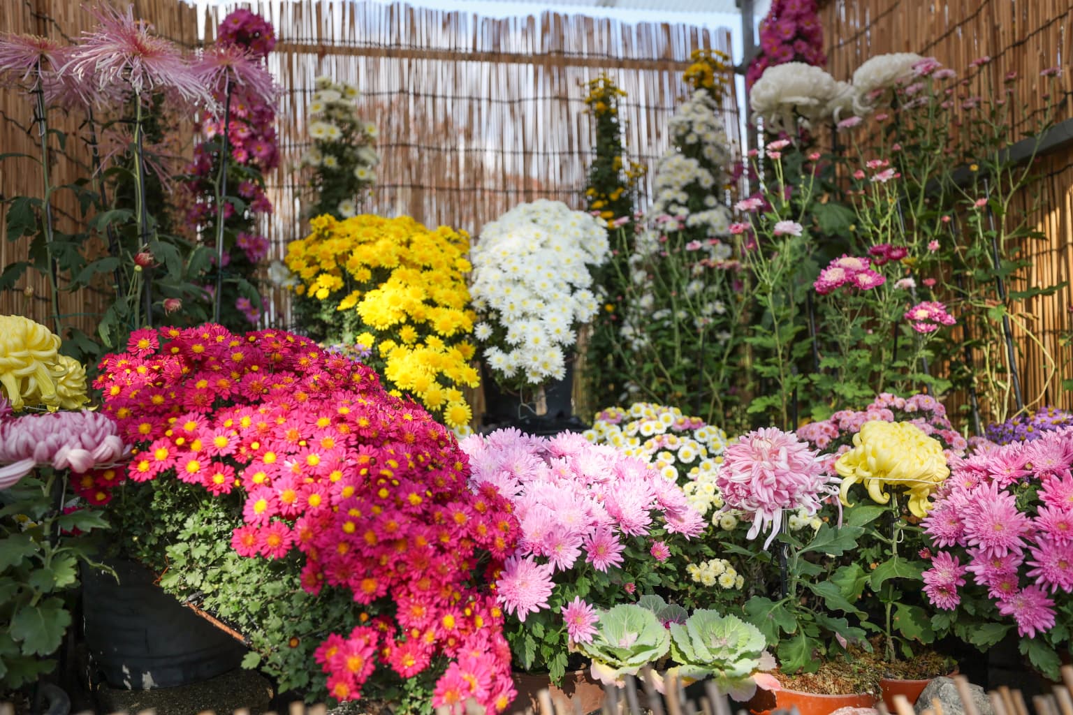Chrysanthemum Flower Exhibition