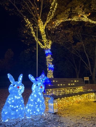 Kongo Glitter Illumination 2025