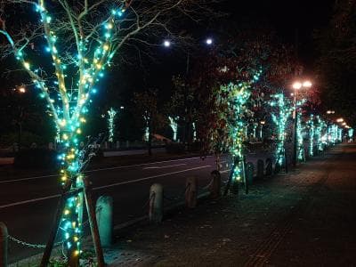 Kongo Glitter Illumination 2025