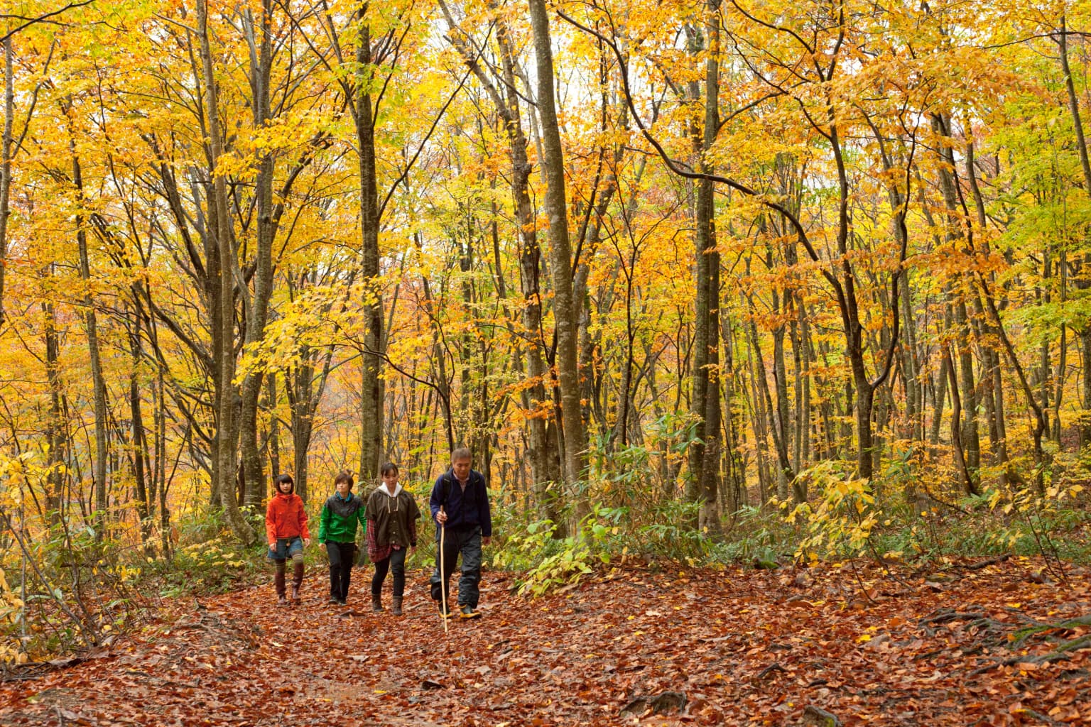 世界遺産の径ブナ林散策道の紅葉