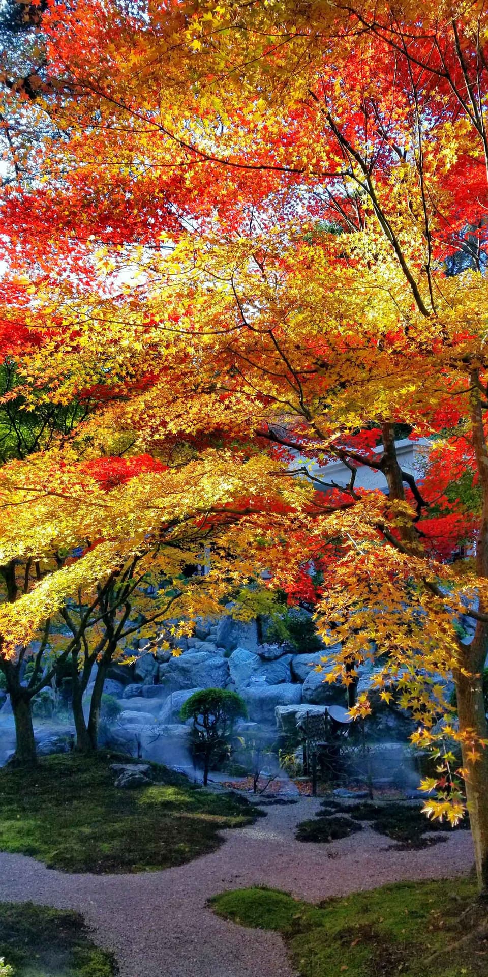 徳明園の紅葉