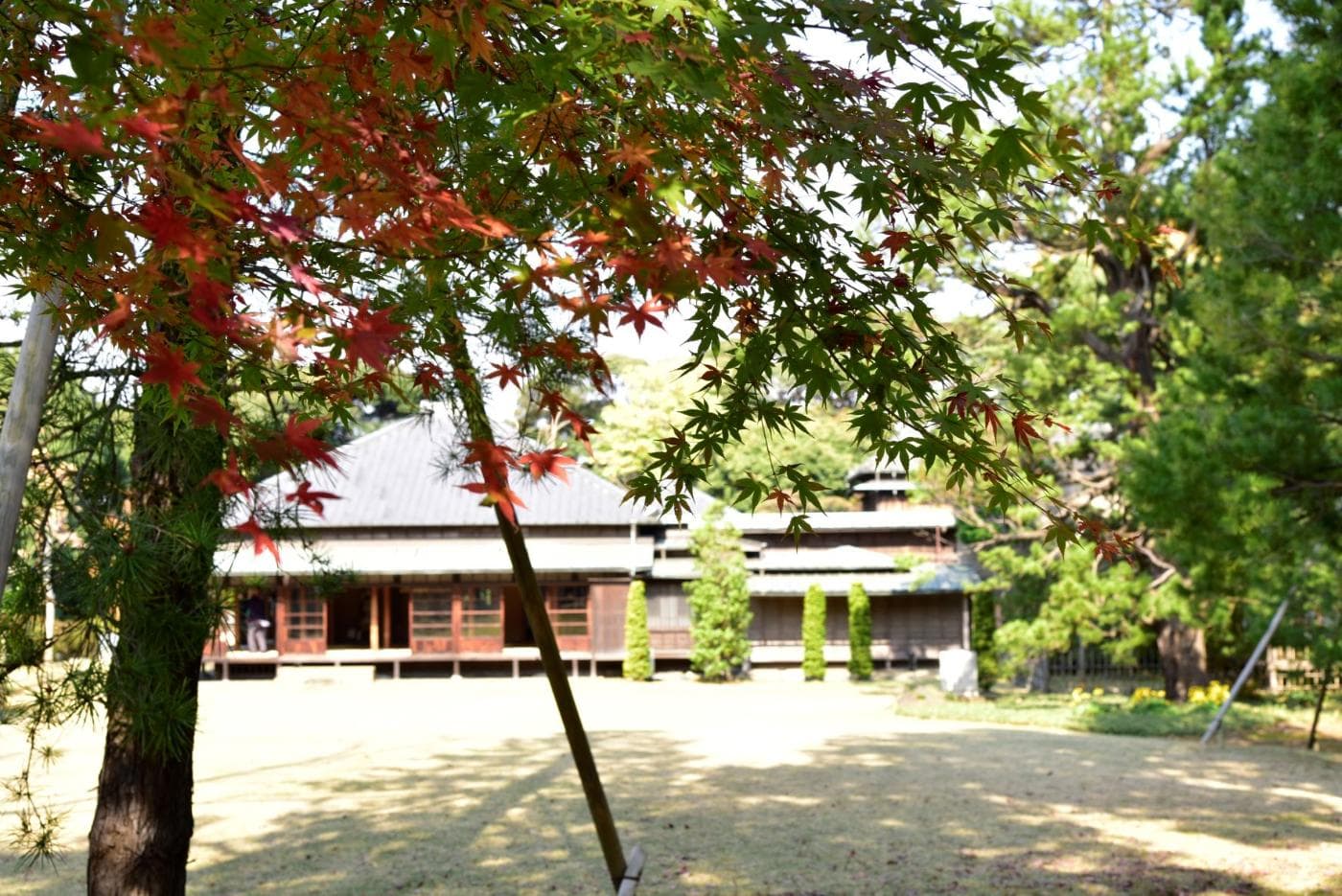 Autumn leaves at Todategaoka Historical Park