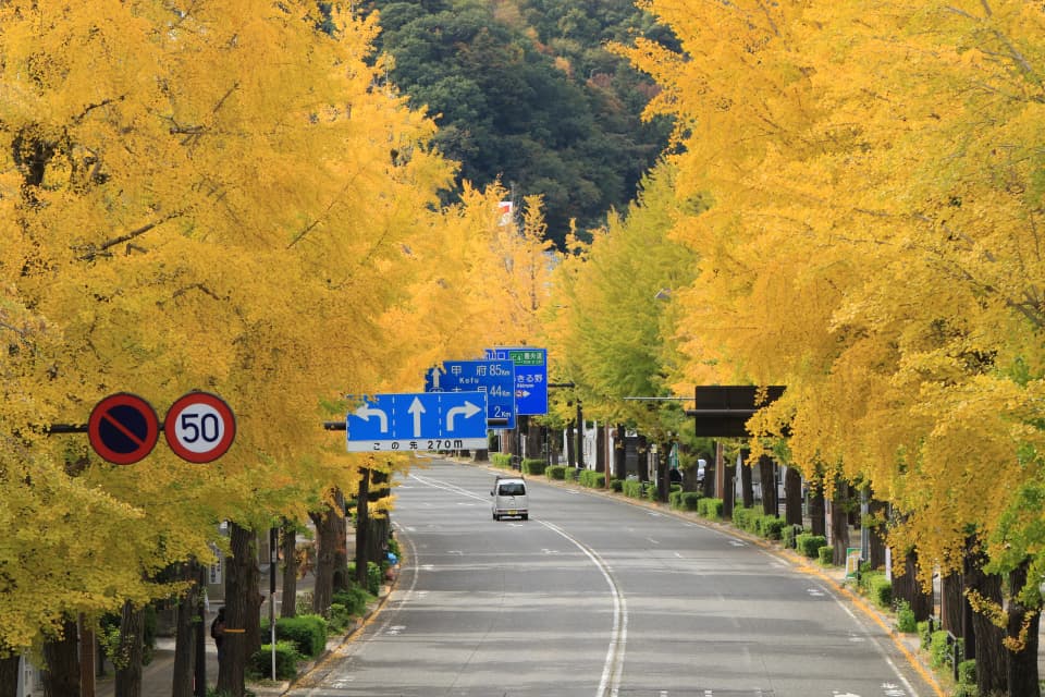 甲州街道いちょう並木の紅葉