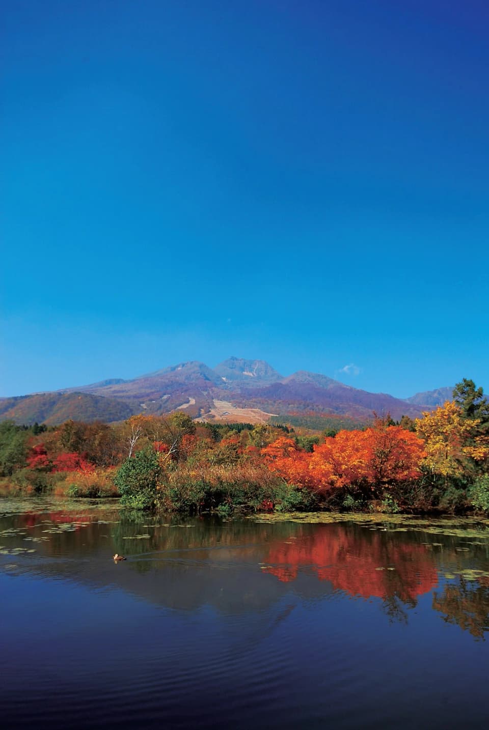 紅葉のいもり池と妙高山の紅葉