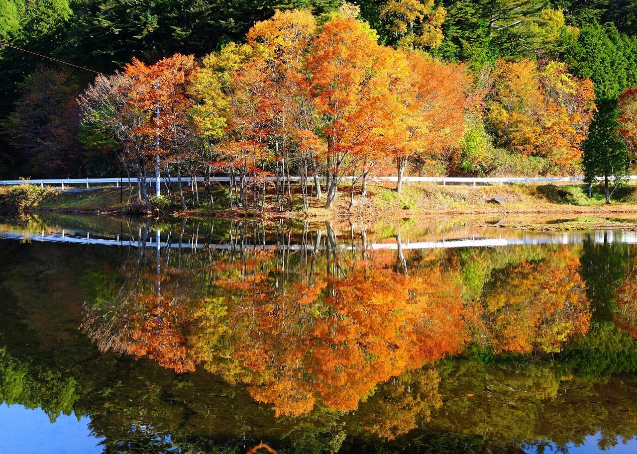 段戸裏谷原生林 きららの森の紅葉