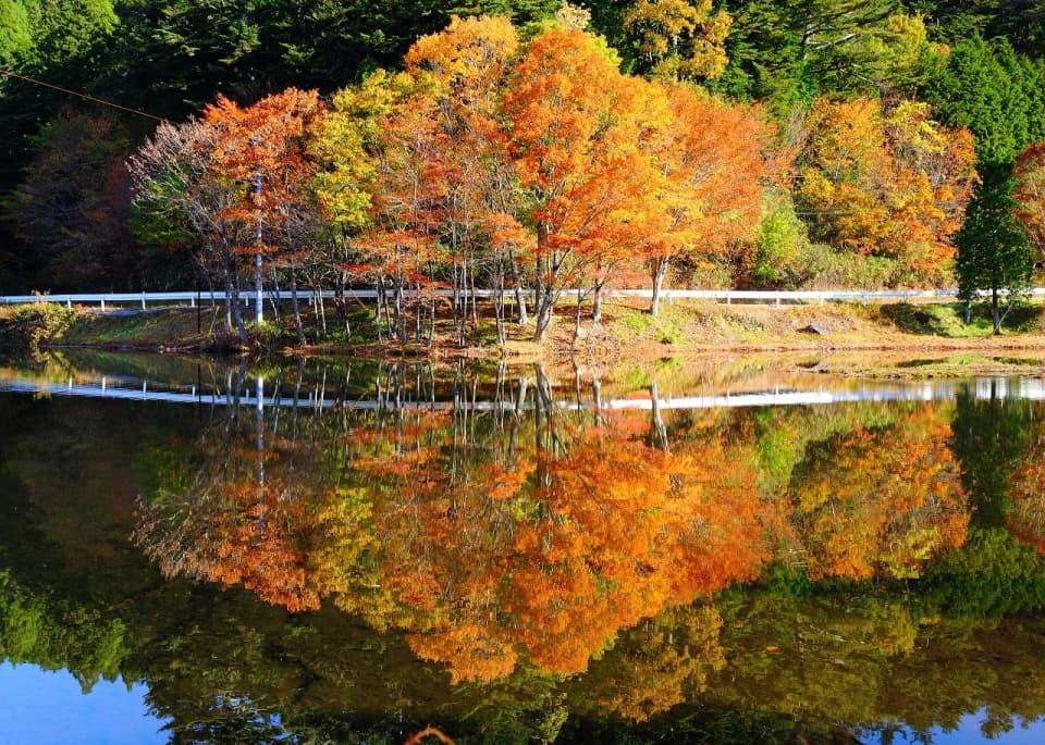 段戸裏谷原生林 きららの森の紅葉