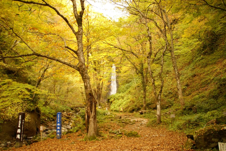 Autumn leaves of Amedaki