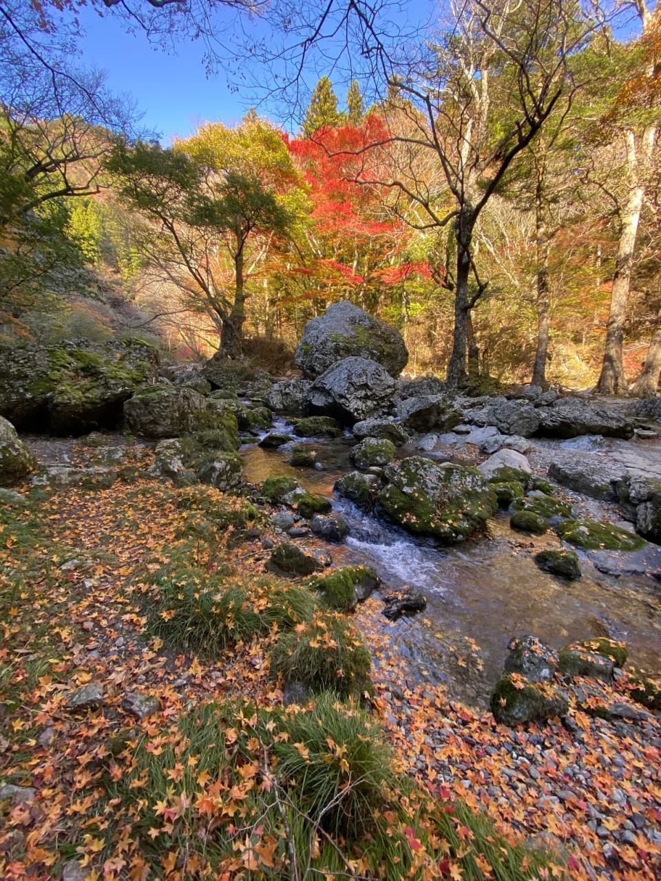 小田深山渓谷の紅葉