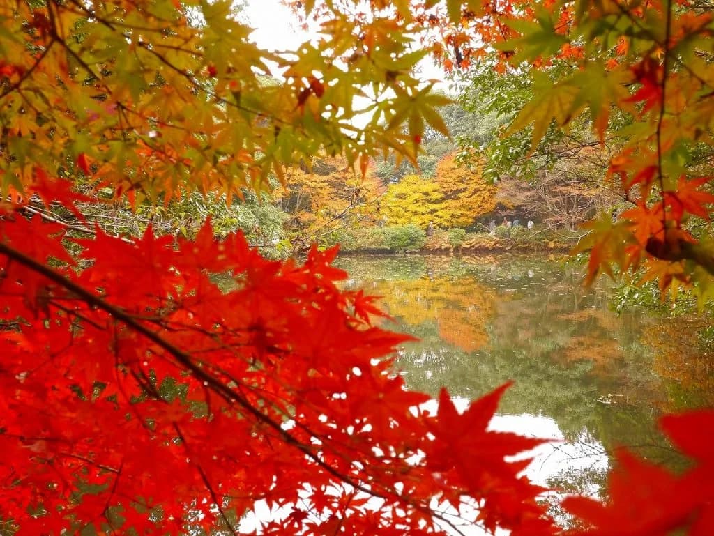 Autumn leaves in Hakuba Valley