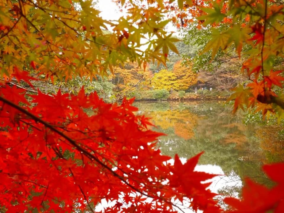 Autumn leaves in Hakuba Valley