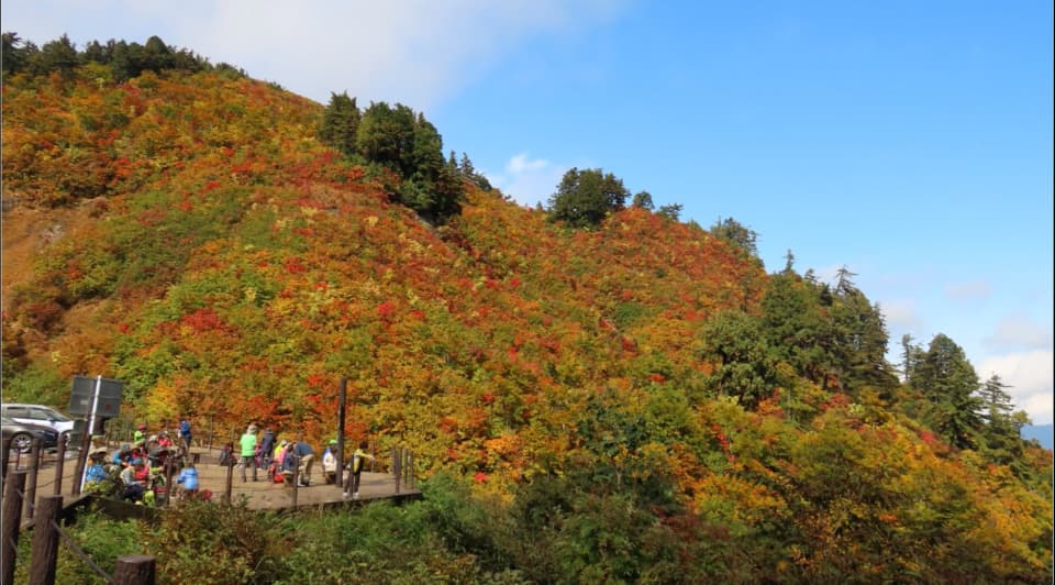 白山白川郷ホワイトロード(栂の木台~三方岩駐車場:標高1,400~1,450m付近)の紅葉